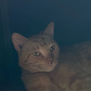 Meet your Posher, Carolina